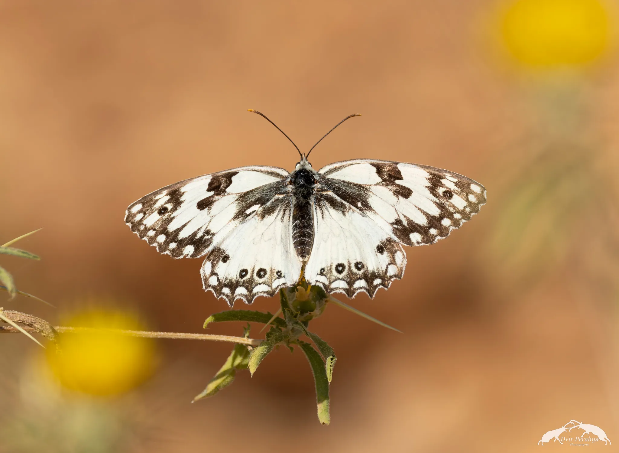 Wildlife image
