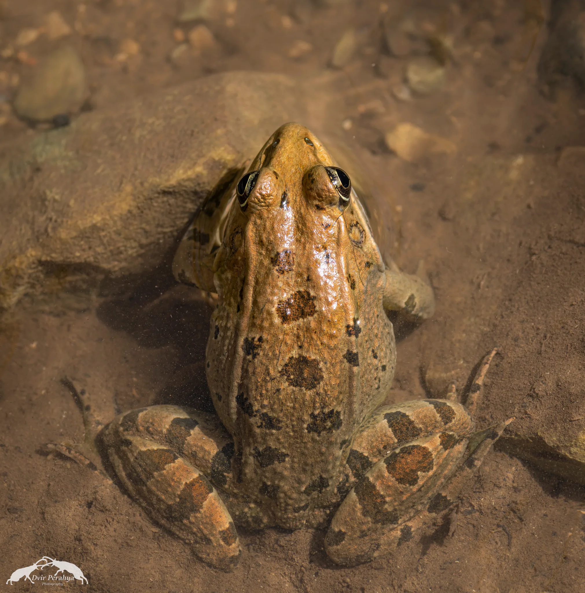 Wildlife image