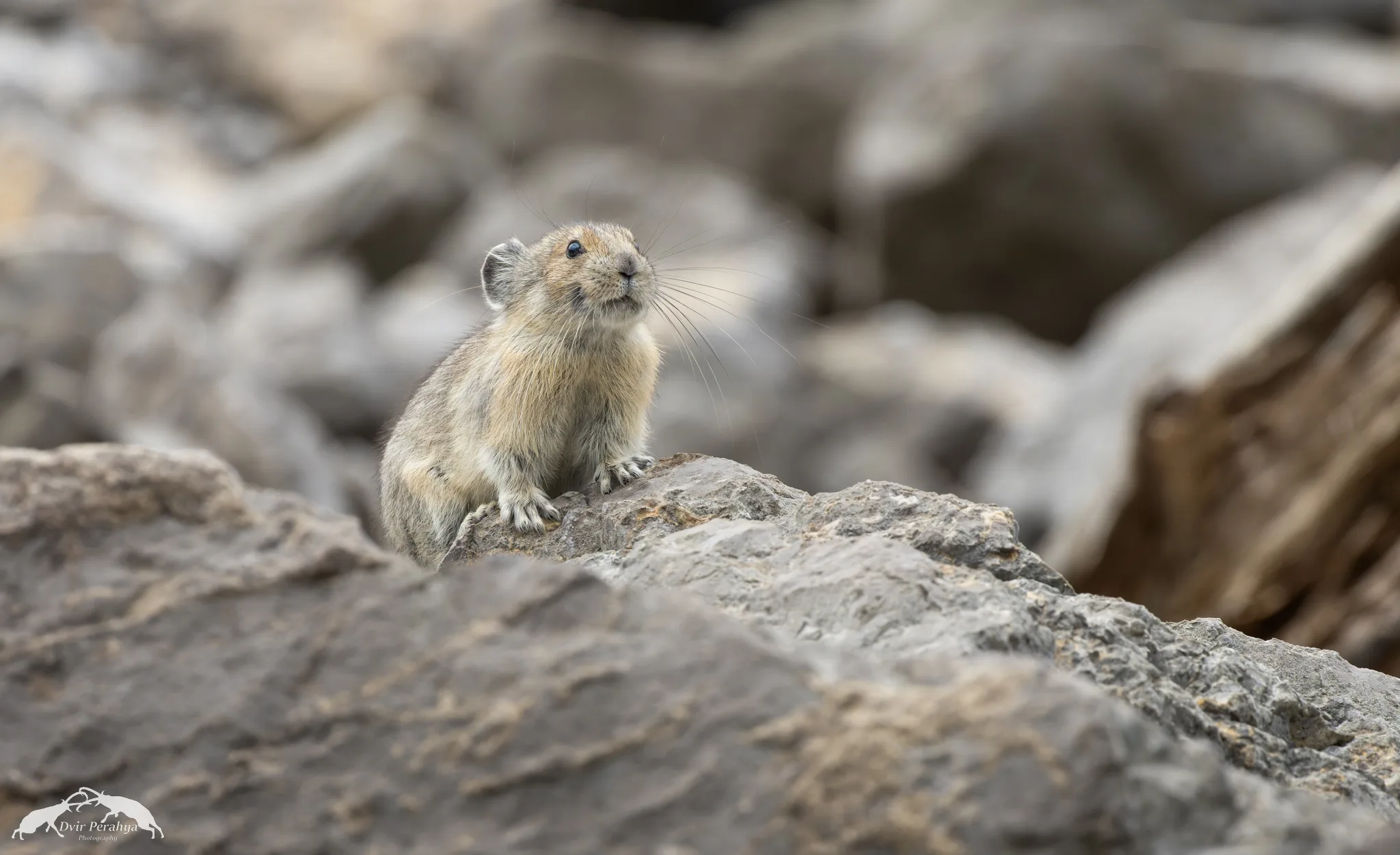 A Nubian Ibex standing on a cliff