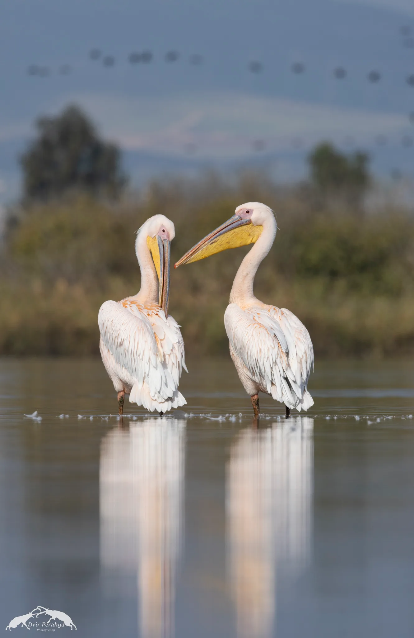 Wildlife image