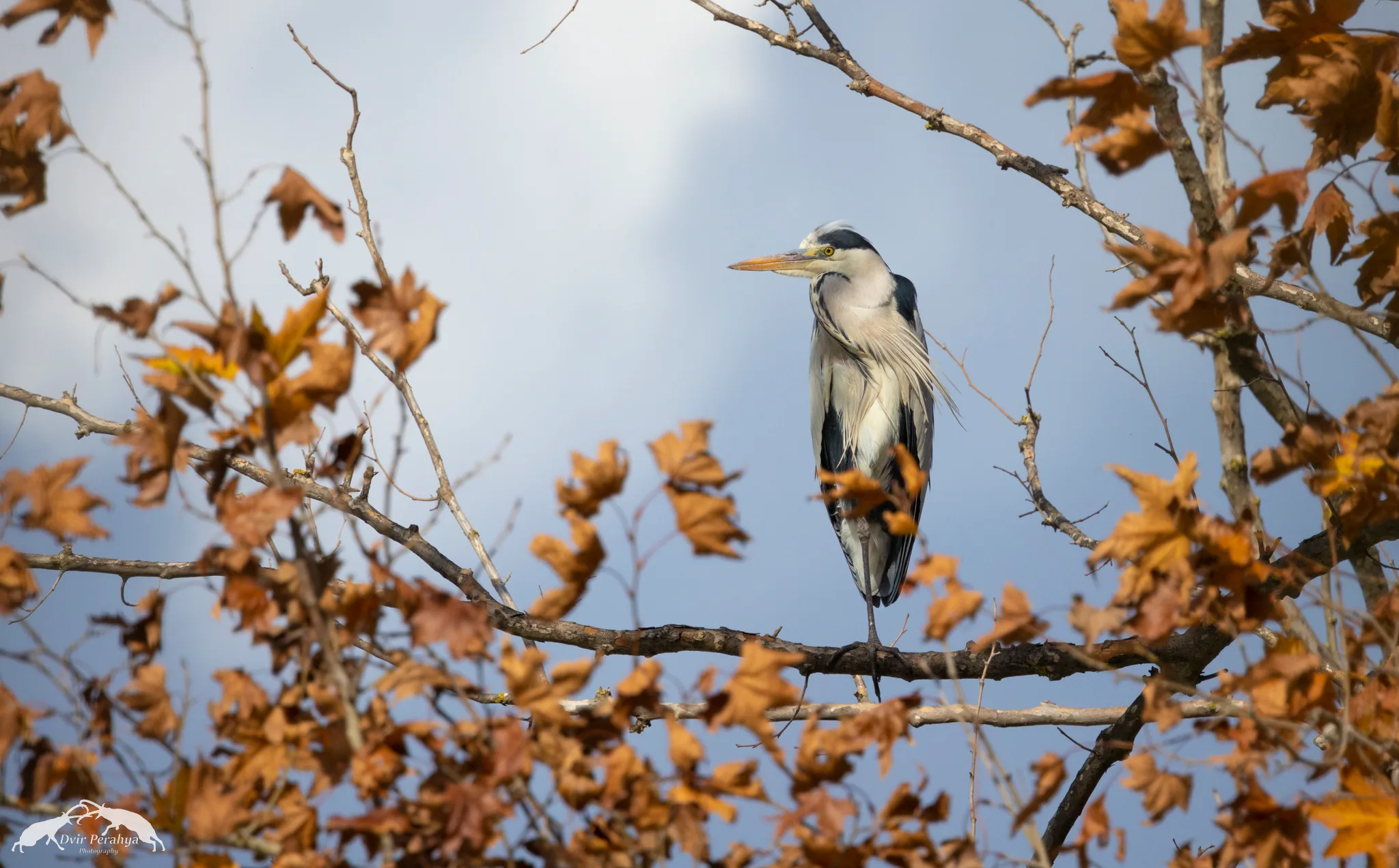 Wildlife image