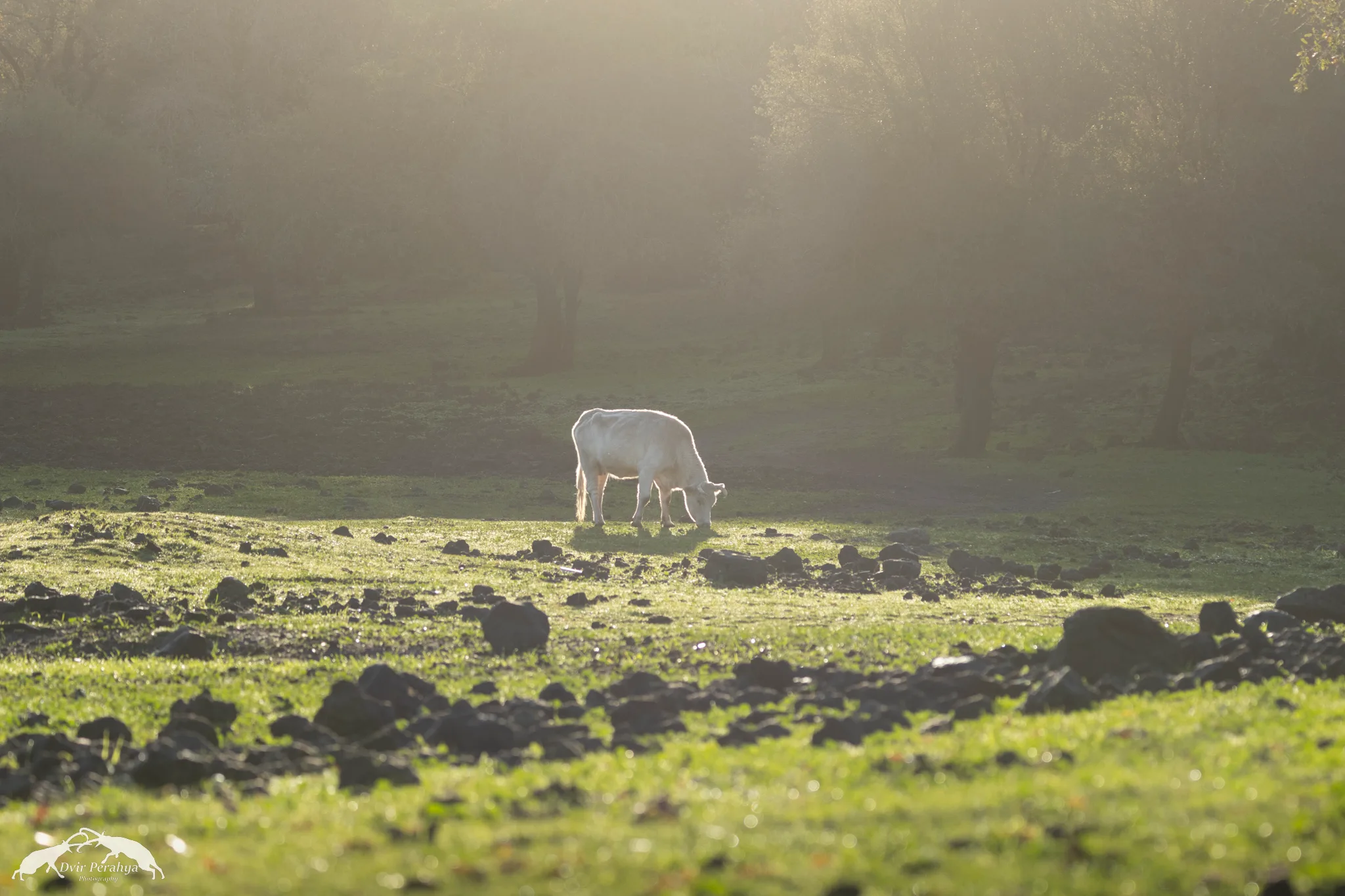 Wildlife image