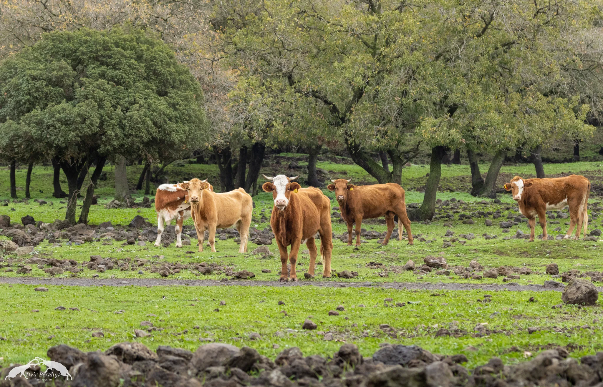 Wildlife image